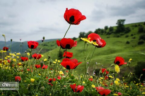 شهرستان گرمی؛ نگین سبز اردبیل