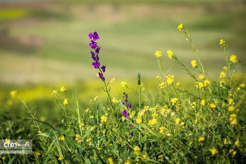 شهرستان گرمی؛ نگین سبز اردبیل