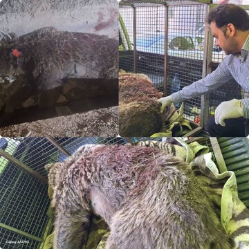 شکار شبانه یک قلاده خرس قهوه‌ای در سی سخت