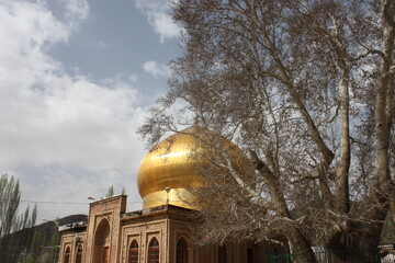 شور گرفتن پای چنار خونبار زرآباد واقع در الموت شرقی
