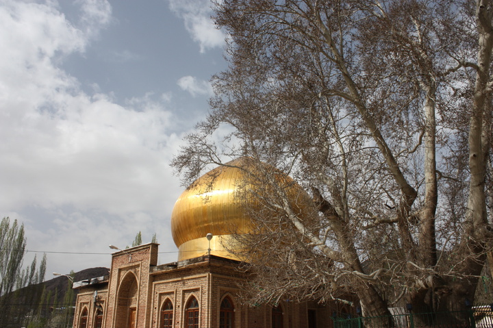 شور گرفتن پای چنار خونبار زرآباد واقع در الموت شرقی