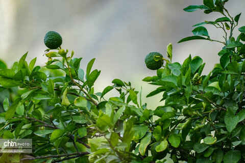 روستای آبند