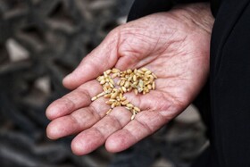 آیین سنتی گندم شماری و نذر گندم در اهر