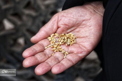 آیین سنتی گندم شماری و نذر گندم در اهر