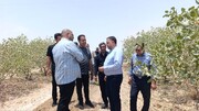 گردشگری کشاورزی شهرستان انار، ظرفیتی قابل‌توجه برای توسعه در این منطقه است
