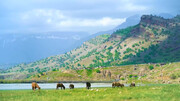 دشت شیمبار خوزستان؛ دشتی به شیرینی بهار