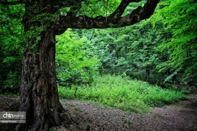 جنگل قرمرض نکا