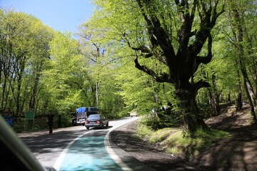 پارک‌های جنگلی گلستان نیازمند زیرساخت‌های هوشمند برای گردشگری طبیعت‌محور