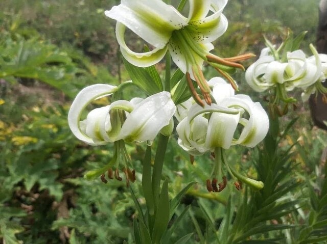 گلدهی سوسن چلچراغ در ارتفاعات کهنه ماسوله