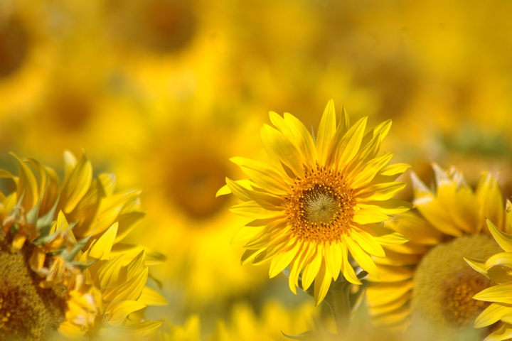 طبیعت استان سمنان