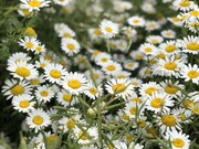 بابونه‌زارهای گلستان؛ طبیعتی بکر در بلندای آرامش