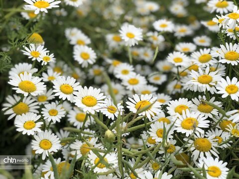 بابونه‌زارهای گلستان؛ طبیعتی بکر در بلندای آرامش