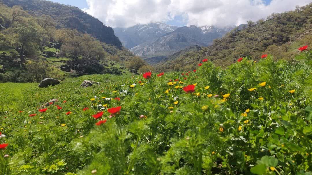 رونق گردشگری با آسفالت مسیر دسترسی تفرجگاه‌«رود رونه» باشت