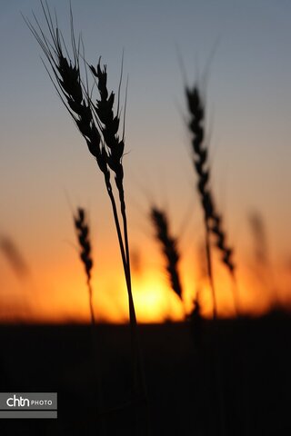 فریمان شهر اندیشهای مطهر