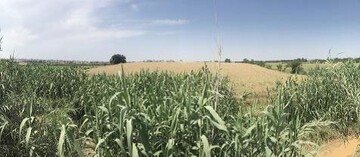 ﮔﻤﺎﻧﻪ‌زﻧﯽ ﺑﻪ ﻣﻨﻈﻮر ﺗﻌﯿﯿﻦ ﻋﺮﺻﻪ و ﭘﯿﺸﻨﻬﺎد ﺣﺮﯾﻢ ﻧﺮﺟﺲ ﺗﭙﻪ ﮔﺮﮔﺎن