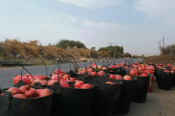 تنگ سیاب؛ یاقوت سرخ کوهدشت