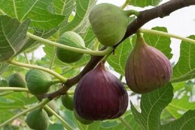 نهمین رویداد انجیر گلوگاه، مرغوب‌ترین انجیر ایران در مازندران برگزار می‌شود