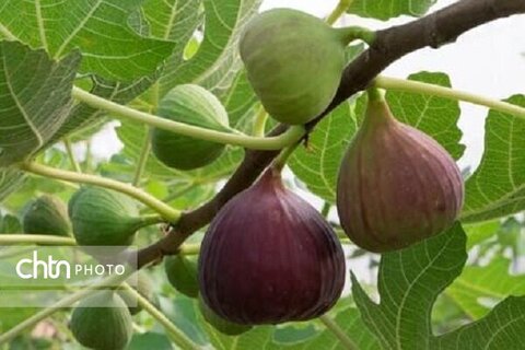 نهمین رویداد انجیر گلوگاه، مرغوب‌ترین انجیر ایران در مازندران برگزار می‌شود