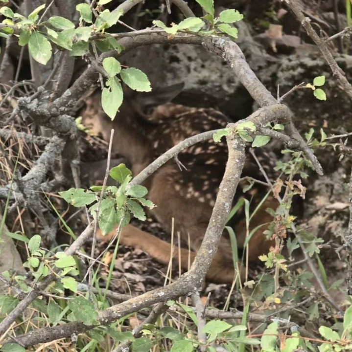 پنجمین مارال پارک جنگلی فندقلو متولد شد/ ادامه روند احیای گونه‌های ارزشمند حیات‌وحش در منطقه حفاظت‌شده اهر