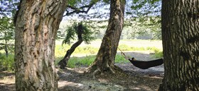 آرامش خنک جنگل‌های هیرکانی در تابستان داغ گالیکش