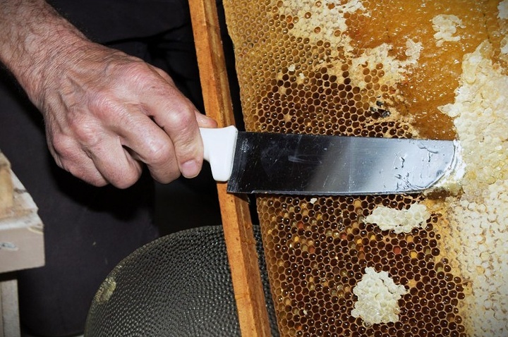 آغاز برداشت عسل از زنبورستان‌های کهگیلویه و بویراحمد