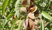 باغ‌های چهارمحال و بختیاری از مهم‌ترین جاذبه‌های گردشگری استان است