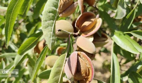 برداشت بادام از باغ‌های چهارمحال و بختیاری یکی از جاذبه‌های گردشگری استان است