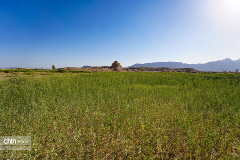 زیارت مرتضی علی