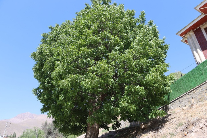 روستای هدف گردشگری چاشم