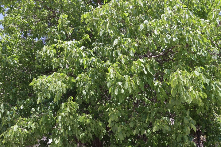 روستای هدف گردشگری چاشم