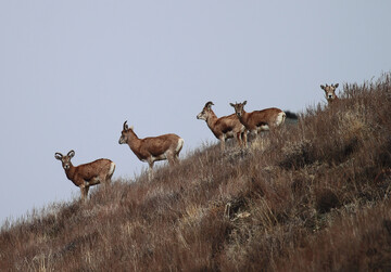 طرح ملی ارتقای ایمنی محیط‌بانان با محوریت پارک گلستان آغاز شد/ الگویی برای حفاظت پایدار در سراسر کشور