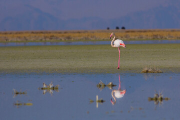 مهارلو؛ آینه ای رنگارنگ در قلب فارس