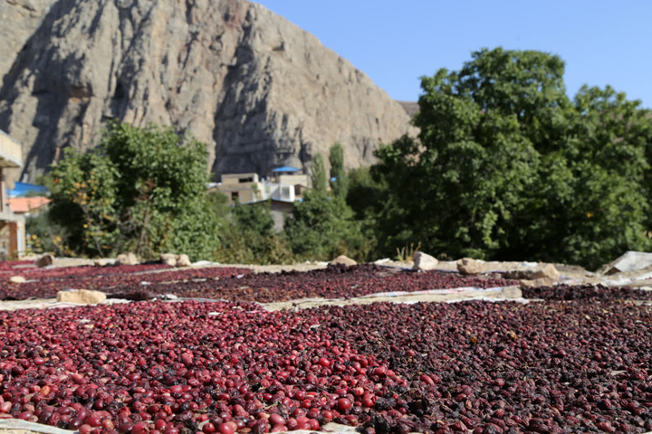 عطر سرخ زغال‌اخته در کوچه پس‌کوچه‌های هیر؛ طعمی ترش با رنگ زندگی