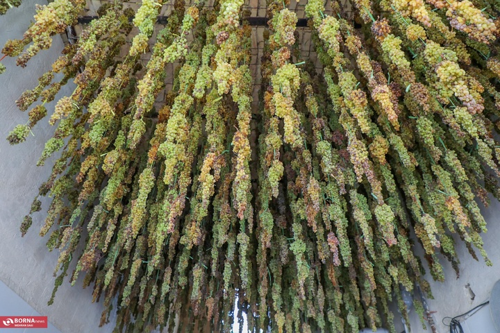 انگور هزاوه