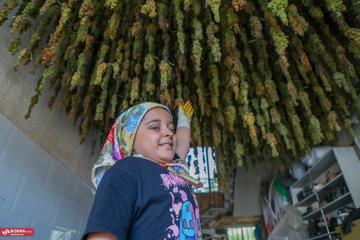 انگور هزاوه