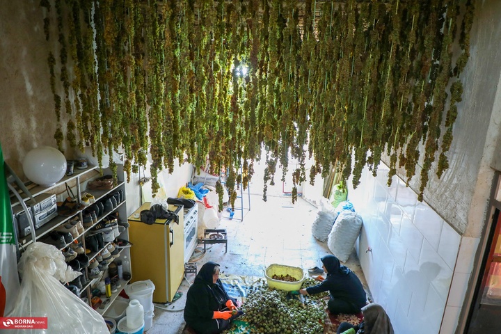 انگور هزاوه