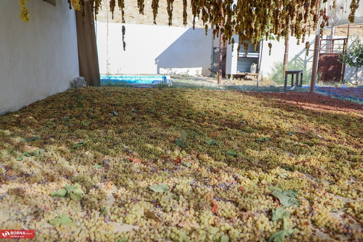 انگور هزاوه