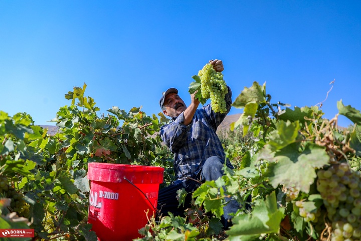 انگور هزاوه