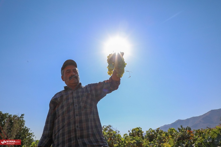 انگور هزاوه