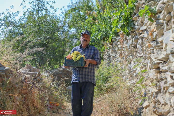 انگور هزاوه