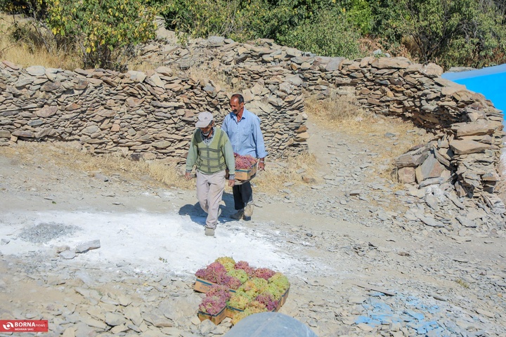 انگور هزاوه