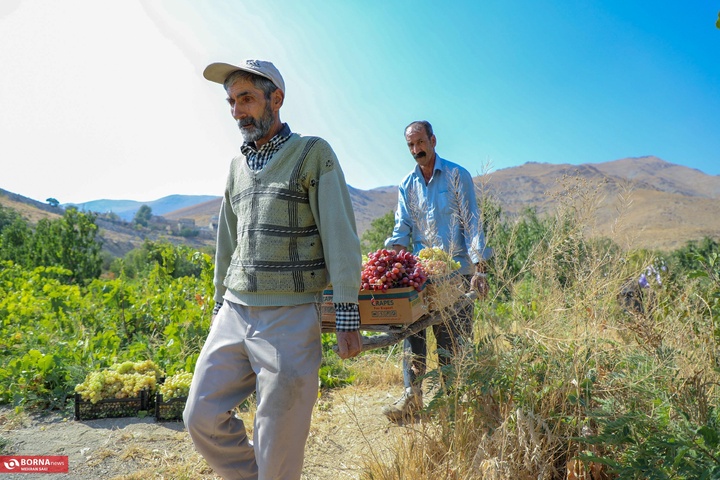 انگور هزاوه