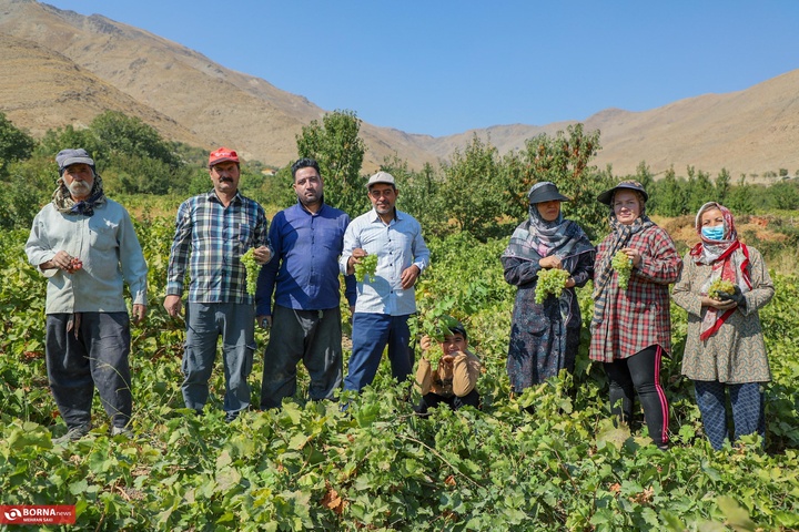 انگور هزاوه