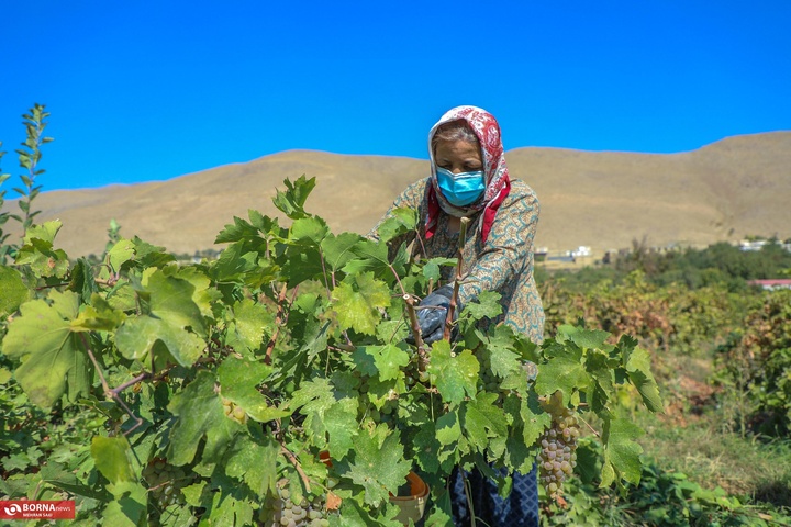 انگور هزاوه