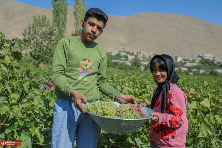 انگور هزاوه