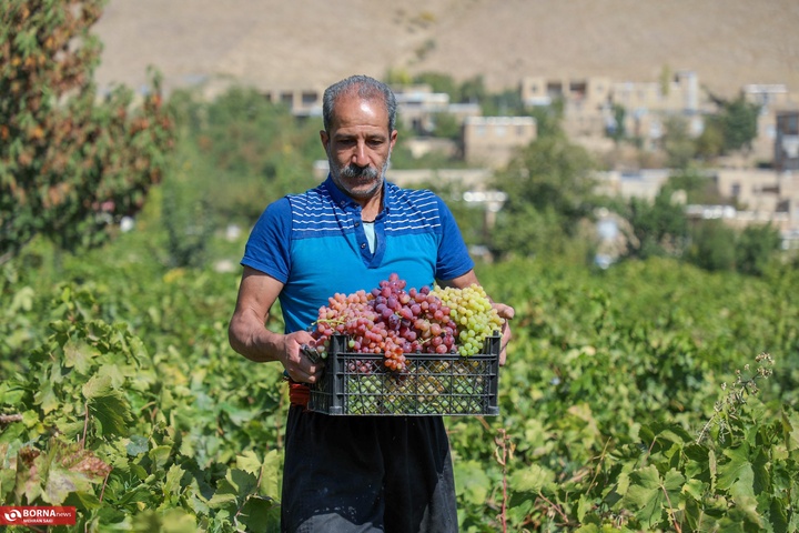 انگور هزاوه