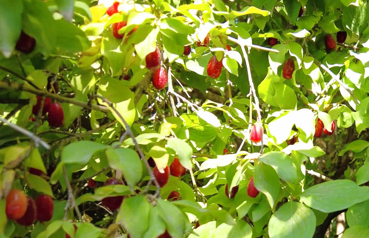 عطر سرخ زغال‌اخته در کوچه پس‌کوچه‌های هیر؛ طعمی ترش با رنگ زندگی