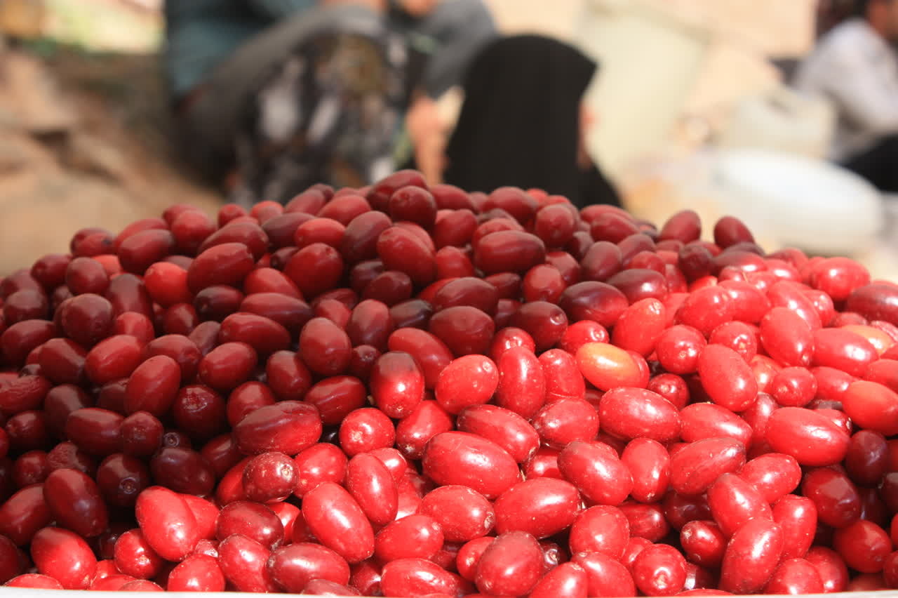 عطر سرخ زغال‌اخته در کوچه پس‌کوچه‌های هیر؛ طعمی ترش با رنگ زندگی