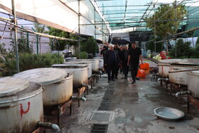 آماده‌باش کامل موکب‌ها و مسیرهای خدمت‌رسانی به زائران دهه آخر صفر در مشهد مقدس