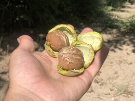 «آیین کهن برداشت گردو، میراثی زنده در گلستان»
